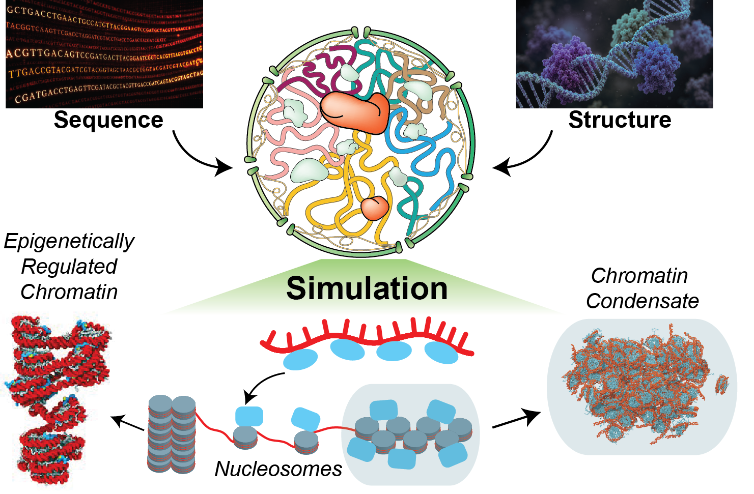 Summary of computational models linking genome sequence, chromatin structure, nucleosomes, and condensate formation