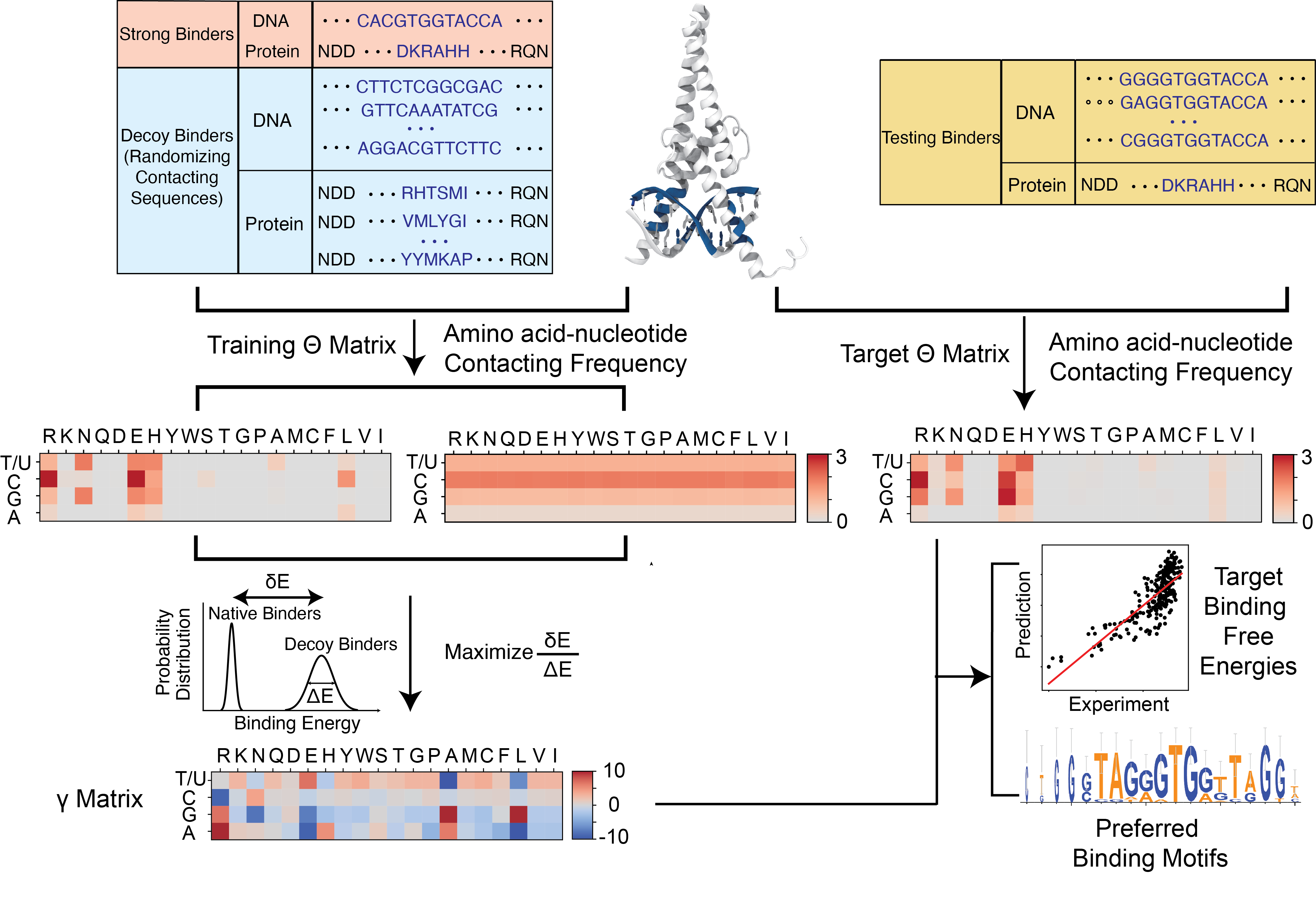 Workflow for physics-informed AI models predicting protein-nucleic acid binding and preferred motifs